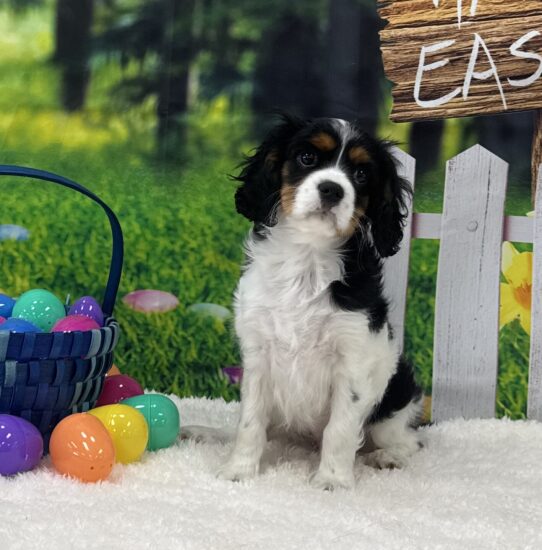 [#25327-01] Tri-Colored M Cavalier King Charles Spaniel Puppies For Sale