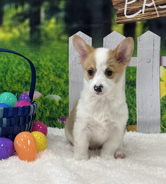[#25296-04] Red / White M Pembroke Welsh Corgi Puppies For Sale