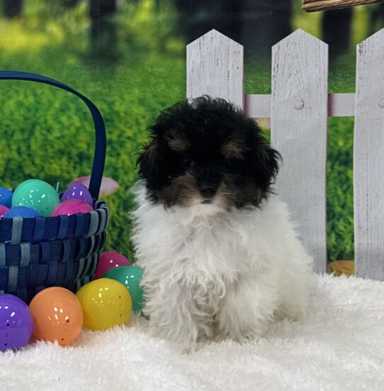 [#25257-01] Black / White M Poodle Mini Puppies For Sale