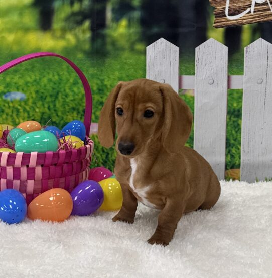 [#2513-04] Red / White F Dachshund Puppies For Sale