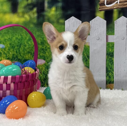 [#25296-08] Red / White F Pembroke Welsh Corgi Puppies For Sale