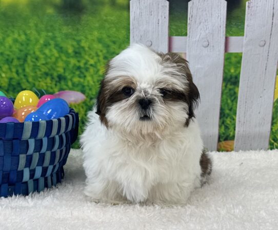 [#25320-02] Gold / White M Shih Tzu Puppies For Sale