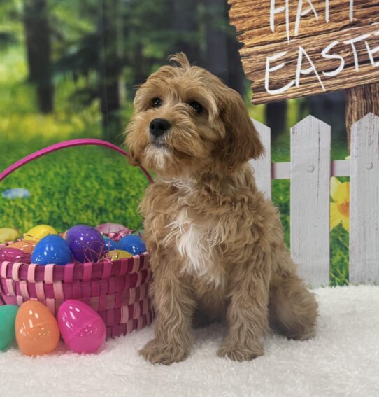 [#25710-06] Red / White F Cavapoo Puppies For Sale