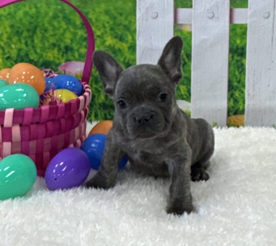 [#25593-02] Blue Brindle F French Bulldog Puppies For Sale
