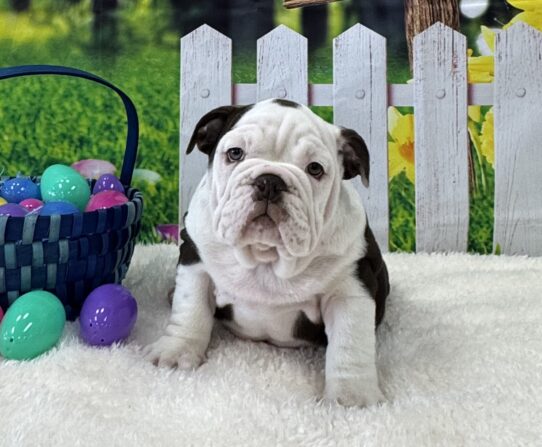 [#25542-02] Chocolate / White M Bulldog Puppies For Sale