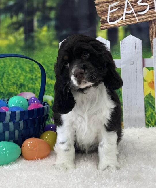 [#25671-02] Chocolate / White M Cocker Spaniel Puppies For Sale