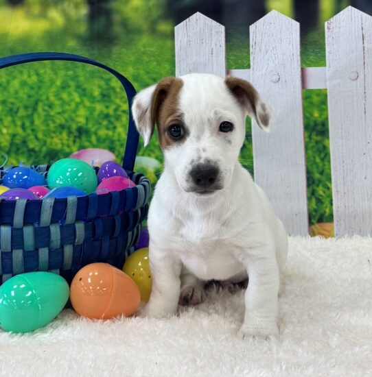 [#25588-04] White / Brown M Jack Russell Terrier Puppies For Sale