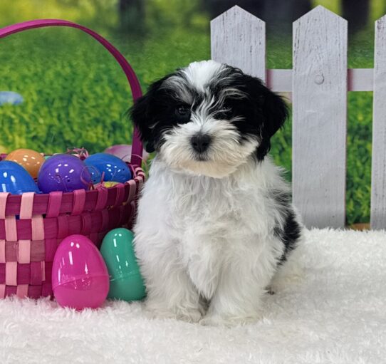 [#25565-04] Black F Havanese Puppies For Sale