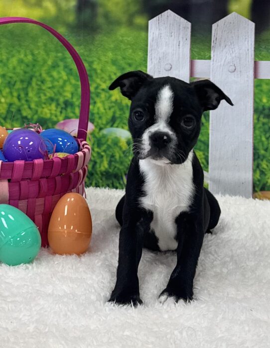 [#25701-07] Black / White F Boston Terrier Puppies For Sale