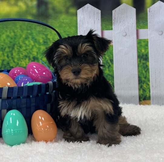[#25905-01] Black / Tan M Yorkshire Terrier Puppies For Sale