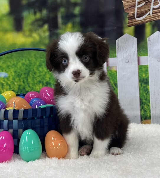 [#25602-01] Red Tan / White M Miniature Australian Shepherd Puppies For Sale